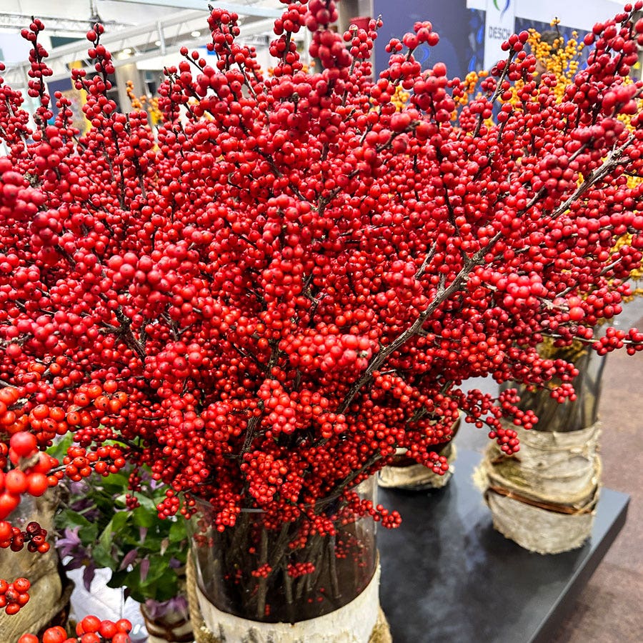 Ilex Magical® Amaranth Winterberry