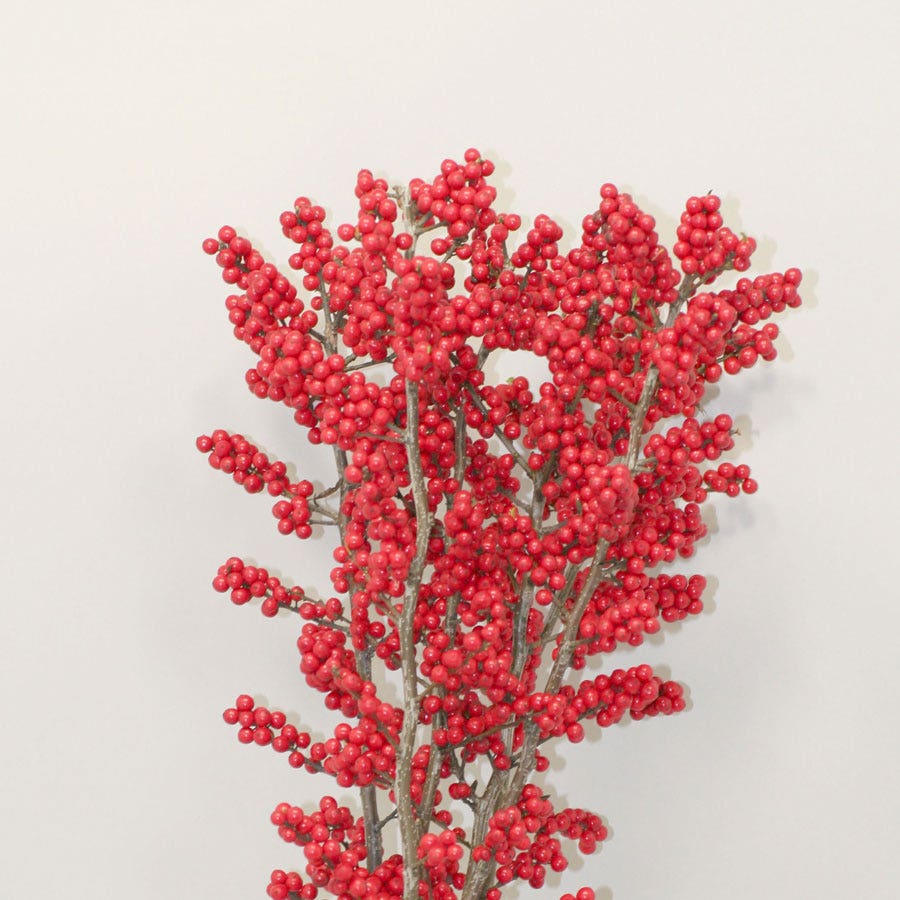 Ilex Magical® Amaranth Winterberry