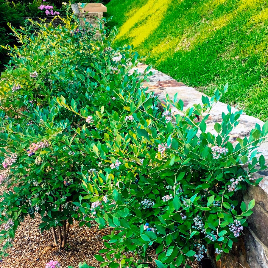 Vaccinium DownHome Harvest® Bless Your Heart® Blueberry