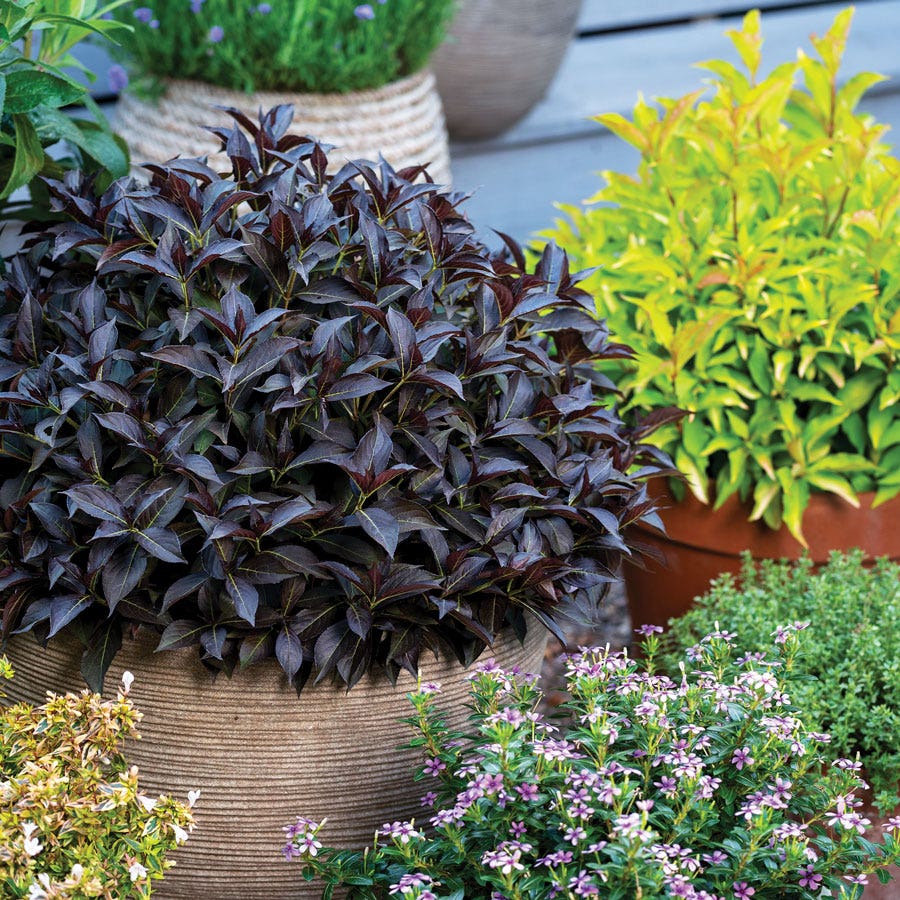 Weigela Prism™ Arabian Nights