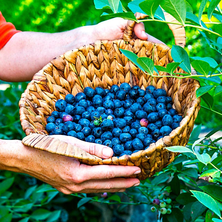 Vaccinium DownHome Harvest® Takes the Cake™ Blueberry
