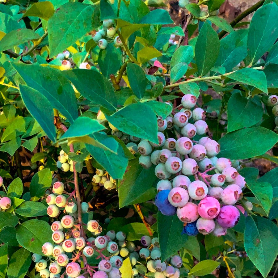 Vaccinium DownHome Harvest® Takes the Cake™ Blueberry