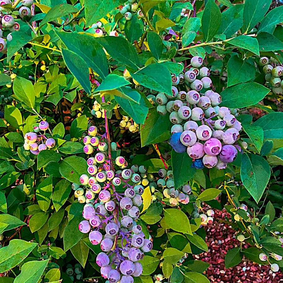 Vaccinium DownHome Harvest® Takes the Cake™ Blueberry