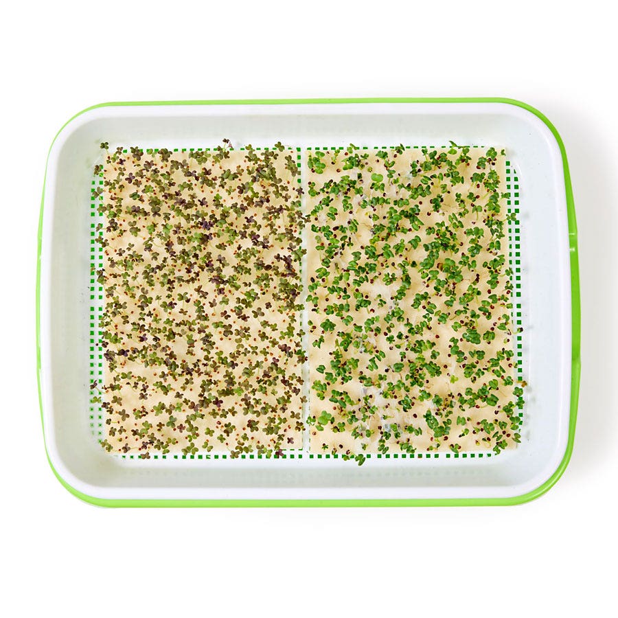 Sow Effortless Collection™ Microgreens Kit