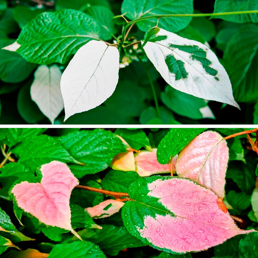 kiwi plant from seed Actinidia Kiwi Kit Pasha™ & September Sun™ – Park Seed
