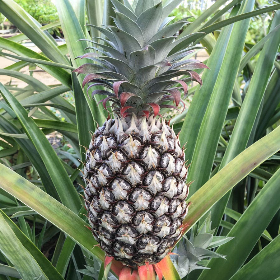 pineapple tree plant Ananas 'White Jade' Pineapple