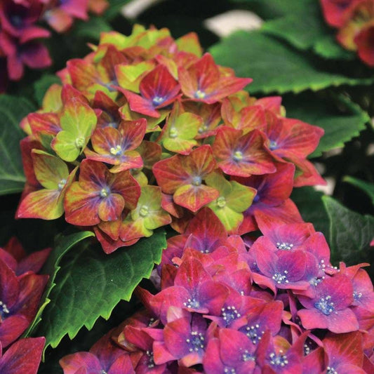Hydrangea Next Generation® Pistachio Bigleaf Hydrangea