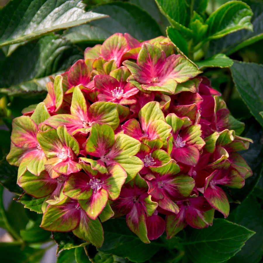 Hydrangea Next Generation® Pistachio Bigleaf Hydrangea