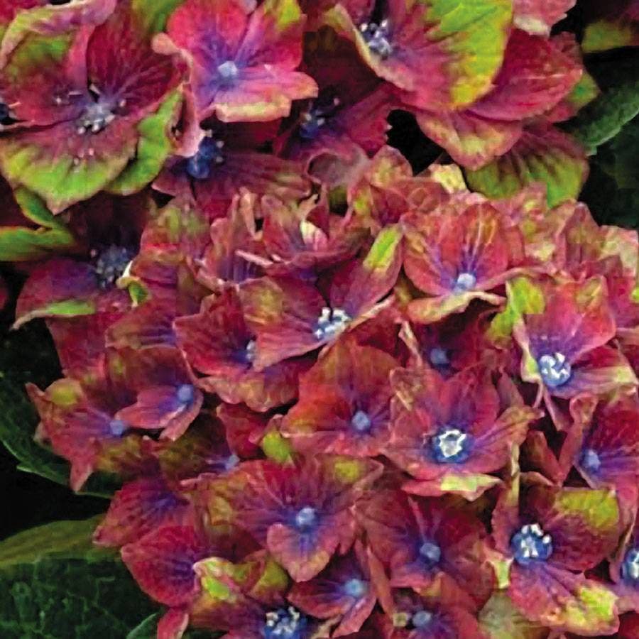 Hydrangea Next Generation® Pistachio Bigleaf Hydrangea