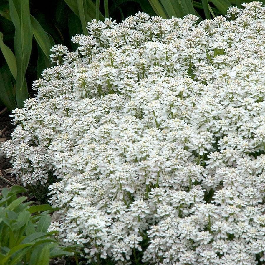 Snowflake Iberis Candytuft Plant