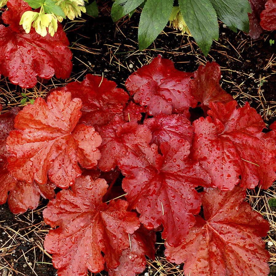 Heuchera 'Fire Alarm'
