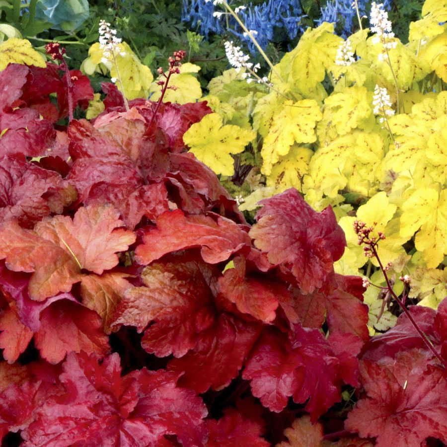 Heuchera 'Fire Alarm'