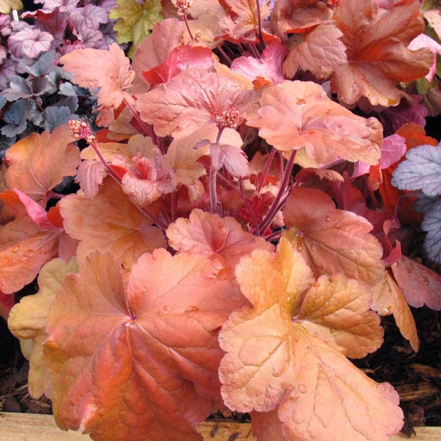 Heuchera 'Fire Alarm'