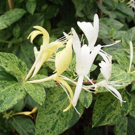 Mint Crisp Honeysuckle