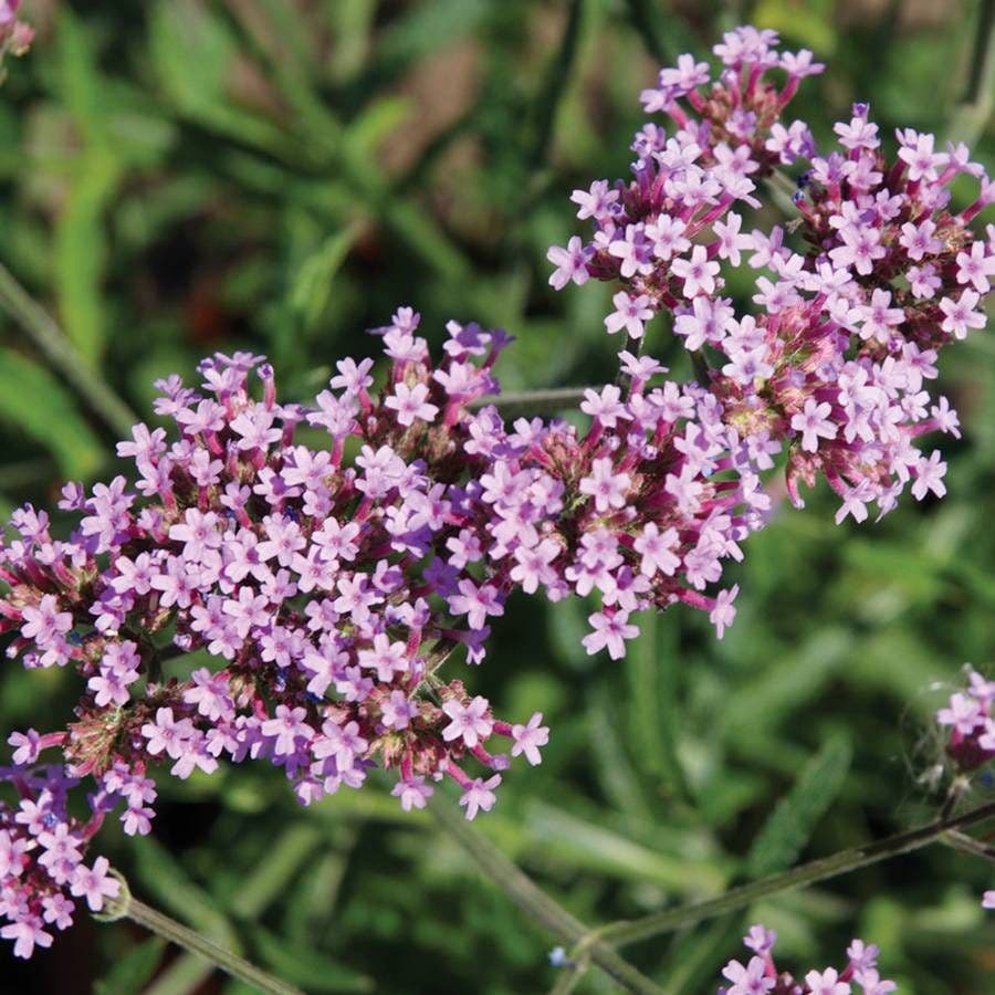 Lollipop Verbena