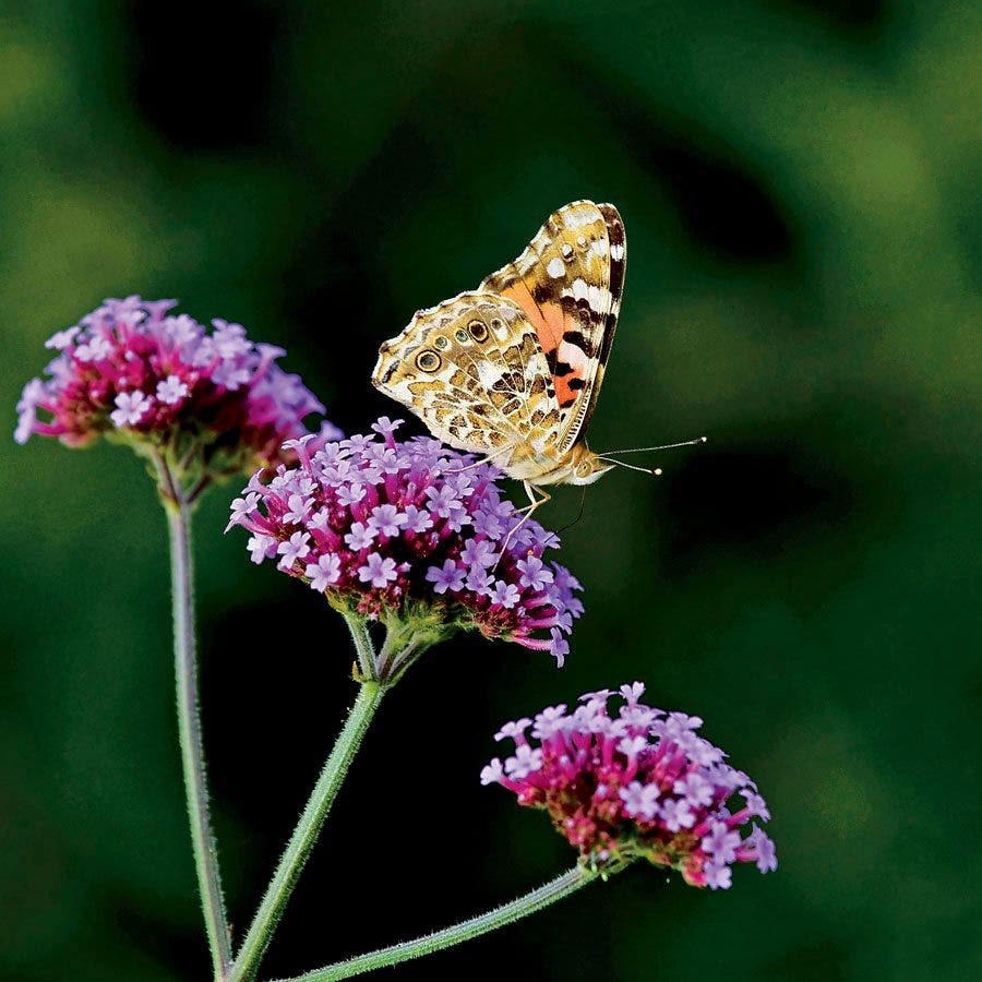 Lollipop Verbena