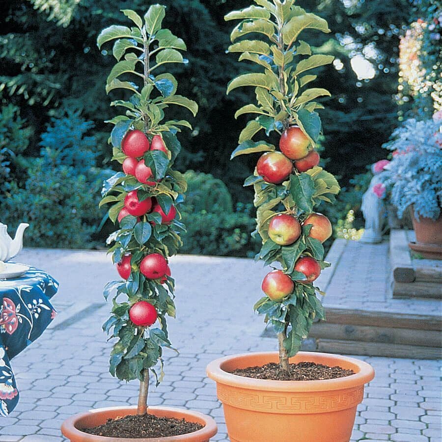 plant pot for apple tree Northpole™ Patio Apple Tree Kit