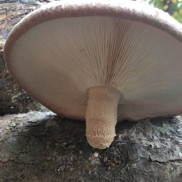 Mushroom Shiitake Log Spawn Plugs (100)
