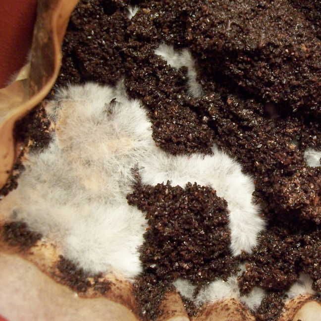 Cardboard and Coffee Bulk Starter