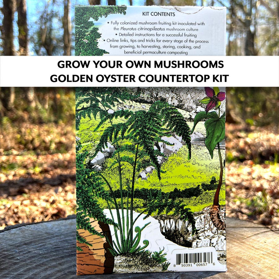 Mushroom Golden Oyster Countertop Kit