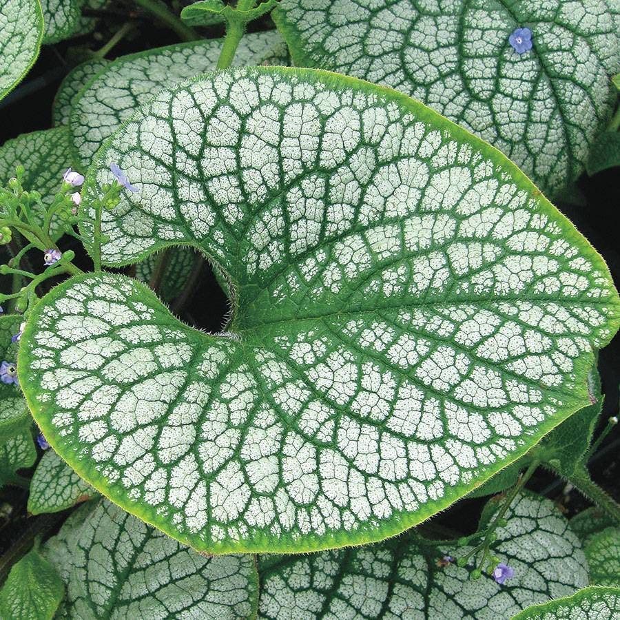 Brunnera 'Sea Heart'