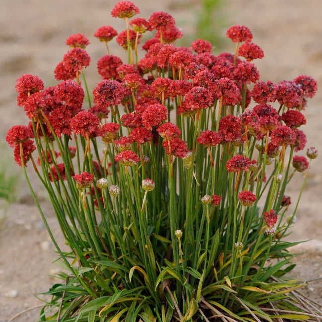 Ballerina Red Thrift