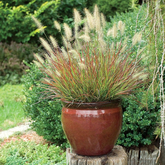 Burgundy Bunny Fountain Grass