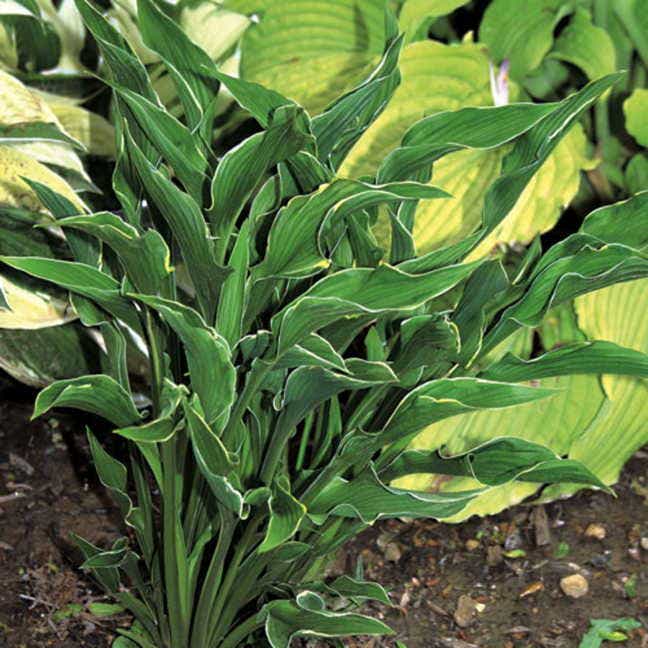 praying hands hosta plant Praying Hands Hosta Plant – Park Seed