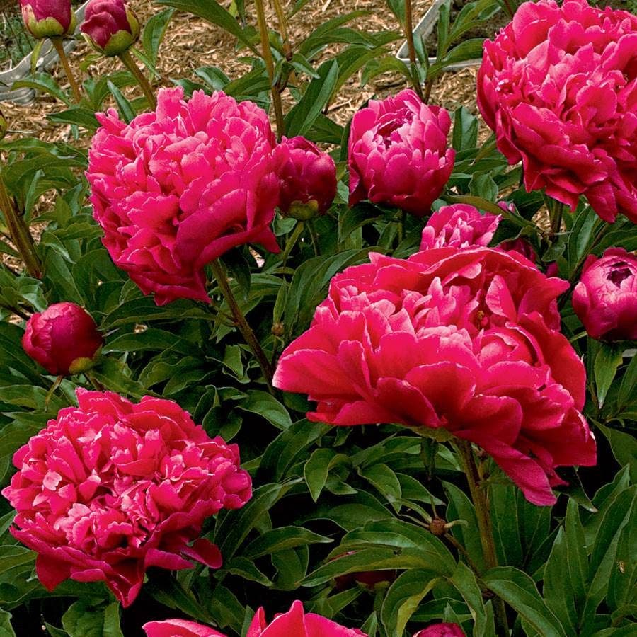 'Karl Rosenfield' Peony
