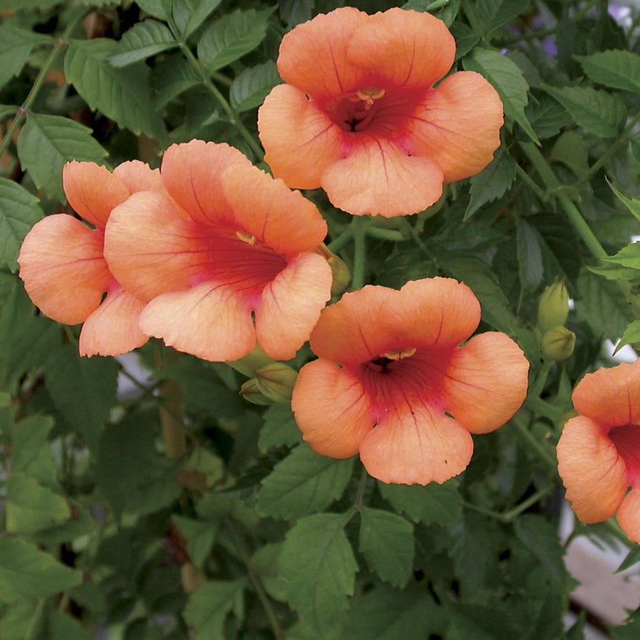 Campsis Indian Summer