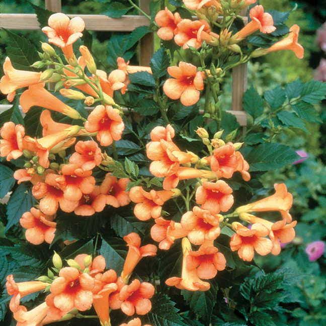 Campsis Indian Summer