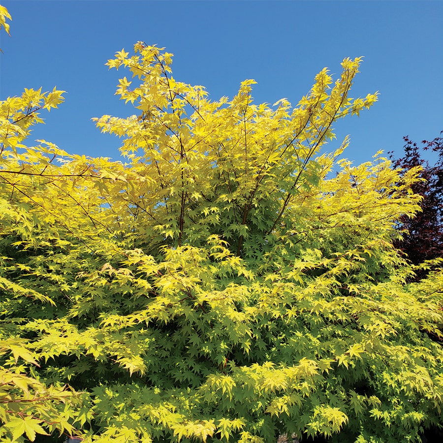Acer 'Summer Gold'