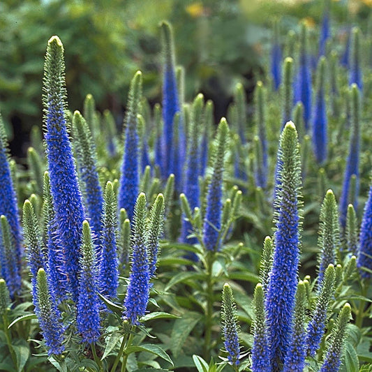 Veronica Royal Candles Speedwell