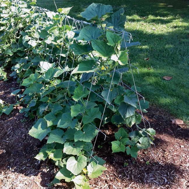 can you trellis cucumber plants Park Seed Cucumber Trellis