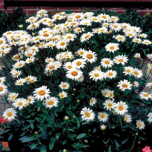 Leucanthemum 'Snow Cap'