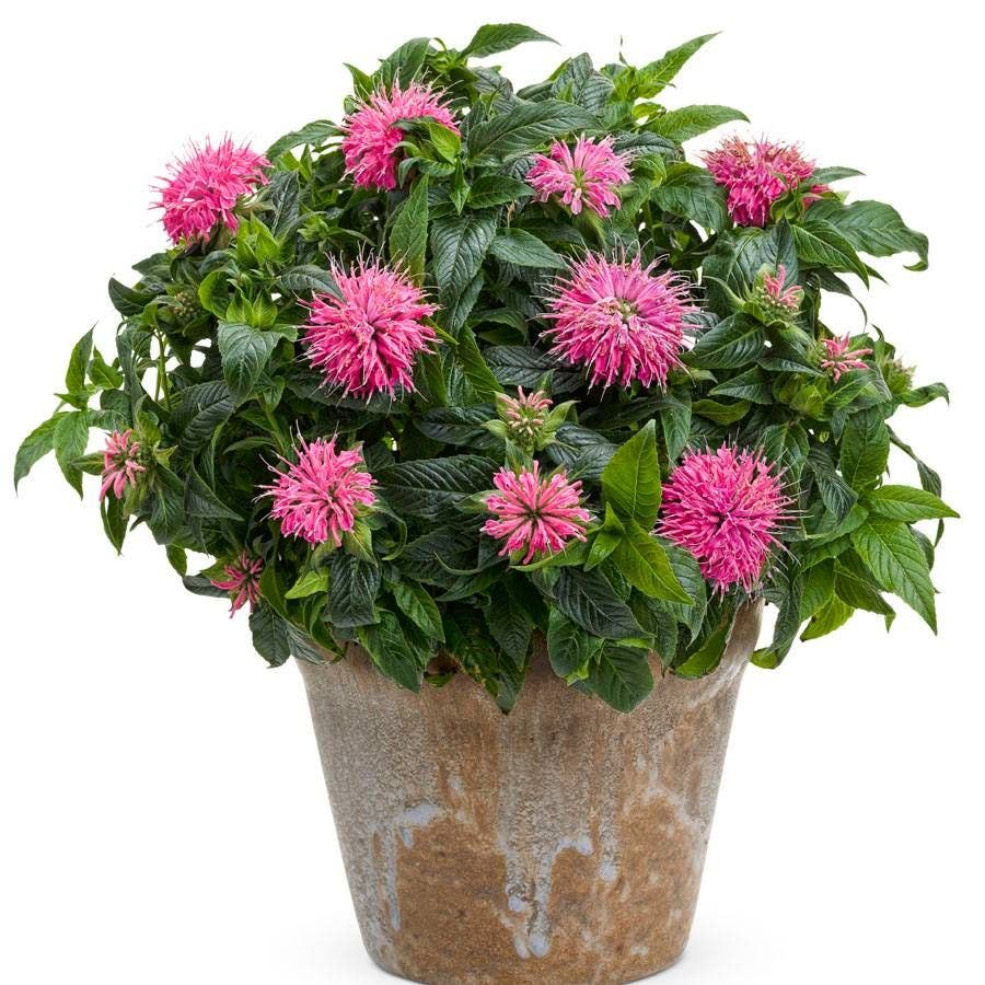 Pardon My Pink Bee Balm