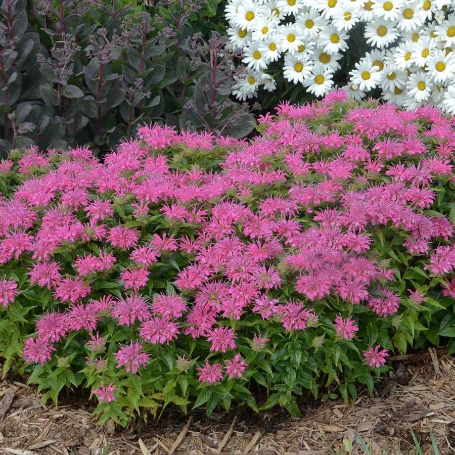 Pardon My Pink Bee Balm