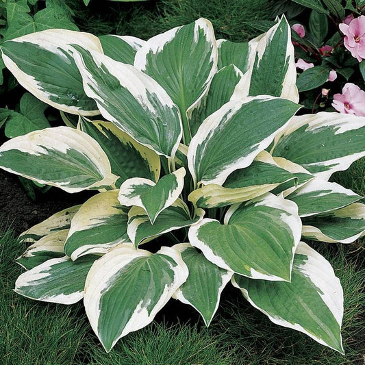 Patriot Hosta
