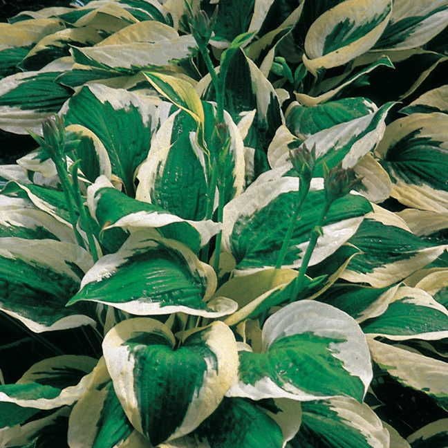 Patriot Hosta