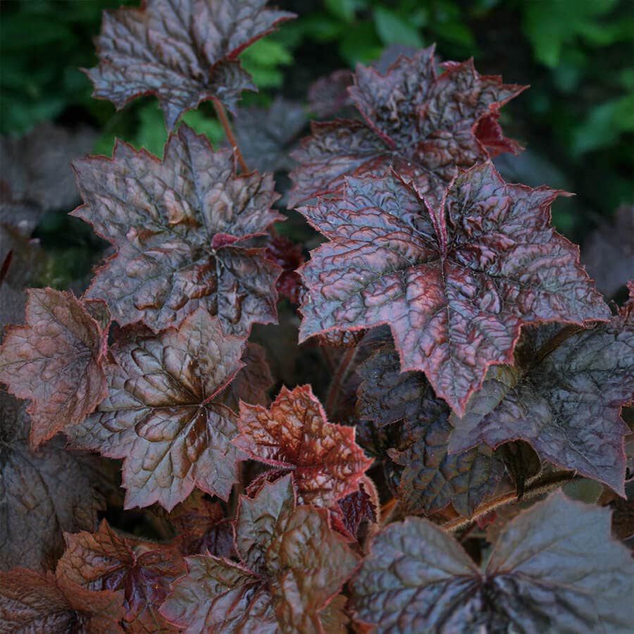 Heuchera 'Palace Purple'