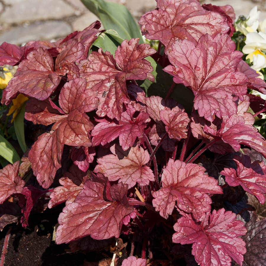 Heuchera 'Palace Purple'