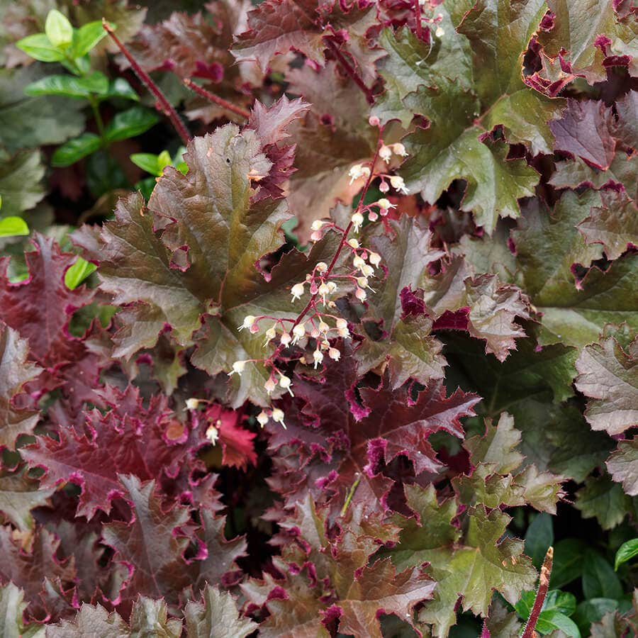 Heuchera 'Palace Purple'