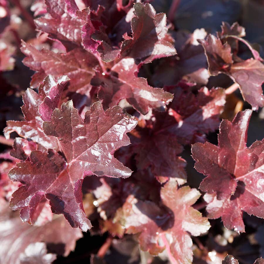 Heuchera 'Palace Purple'