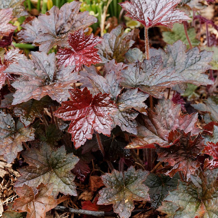 Heuchera 'Palace Purple'