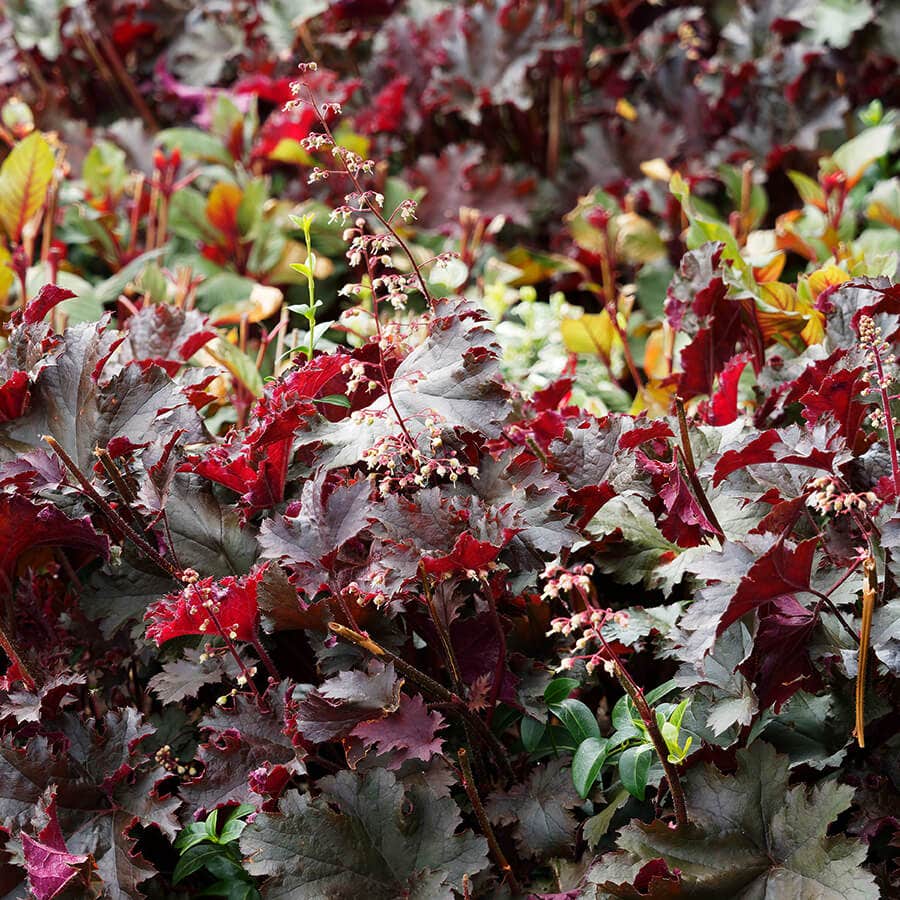 Heuchera 'Palace Purple'