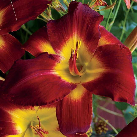 Cherokee Star Daylily