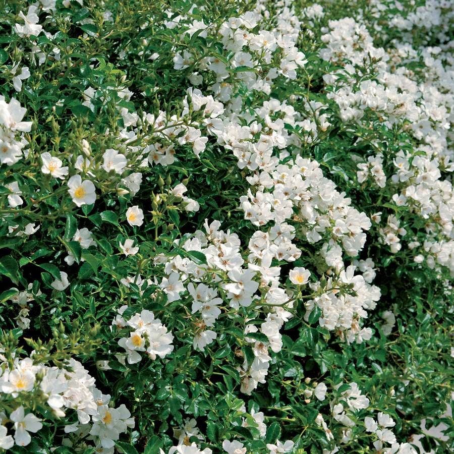 Snowcone Shrub Rose