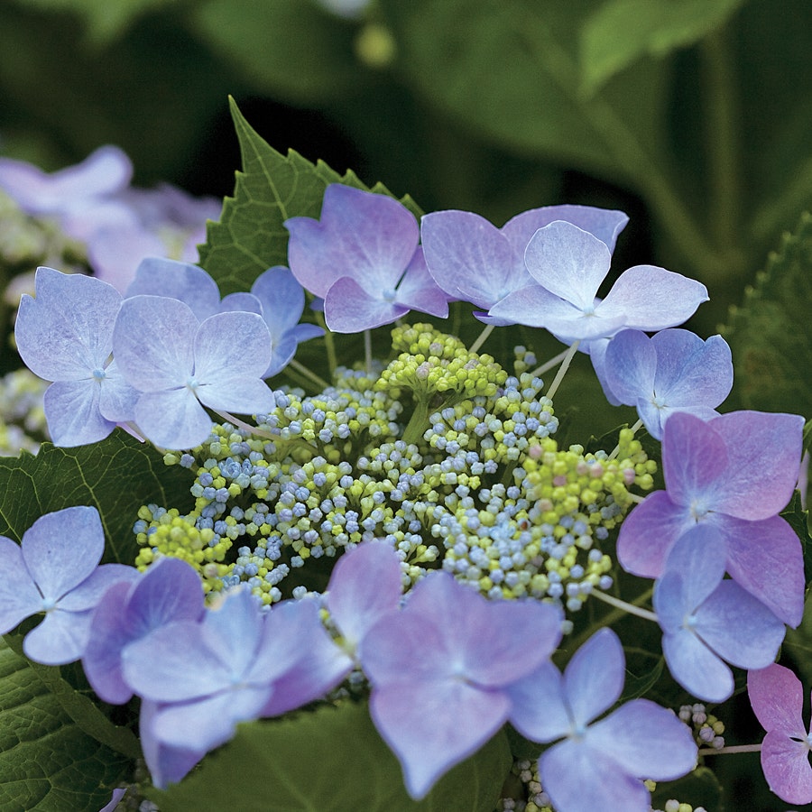 Let's Dance® Starlight Hydrangea