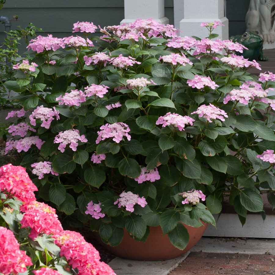Let's Dance® Starlight Hydrangea