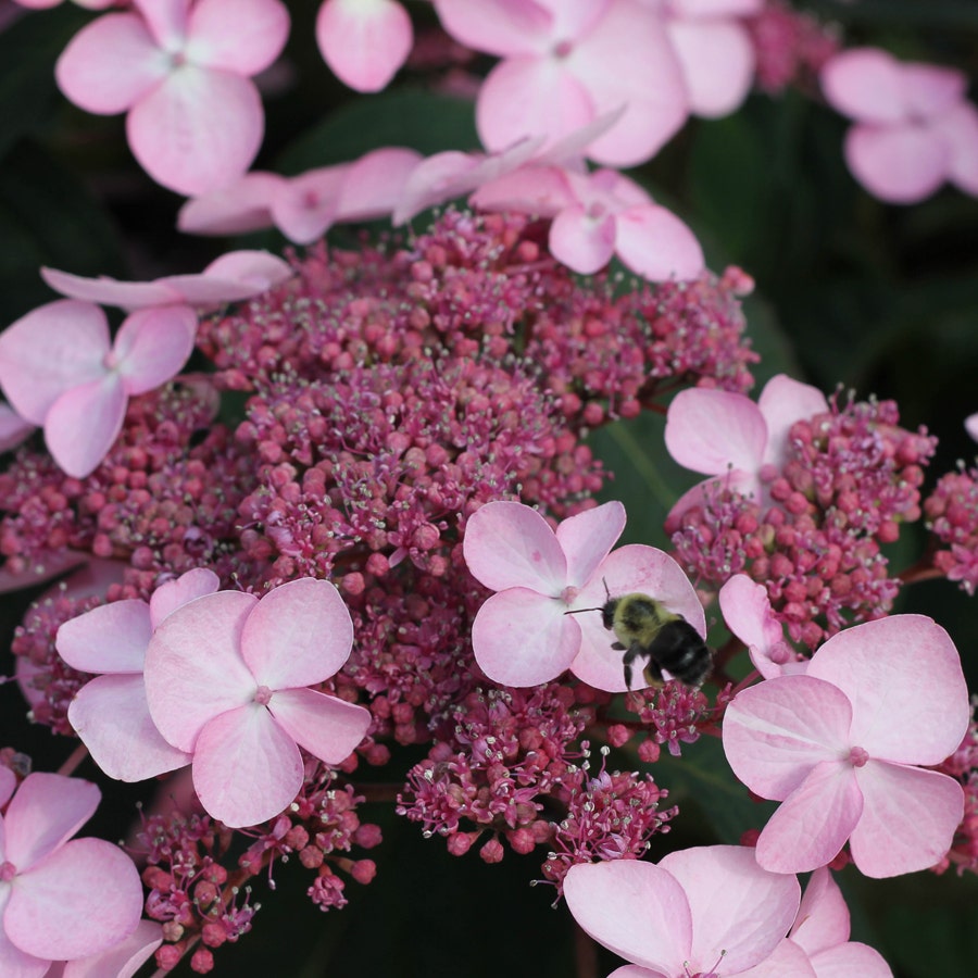 Let's Dance® Starlight Hydrangea